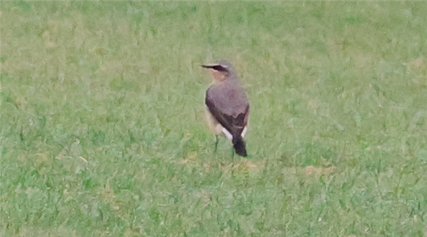 Wheatear