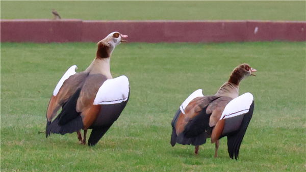 Egyptian Goose