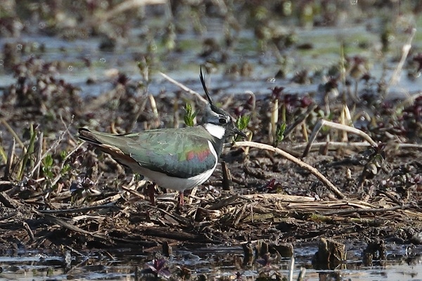 Lapwing