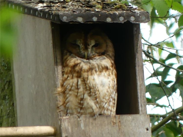 Tawny Owl
