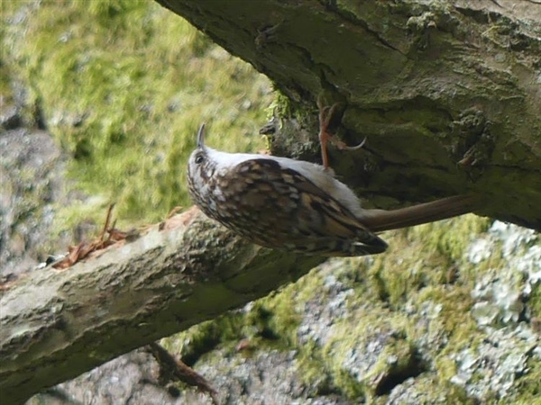 Treecreeper