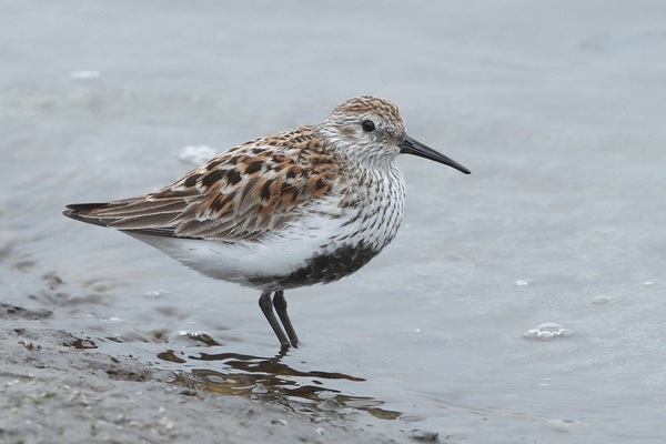 Dunlin
