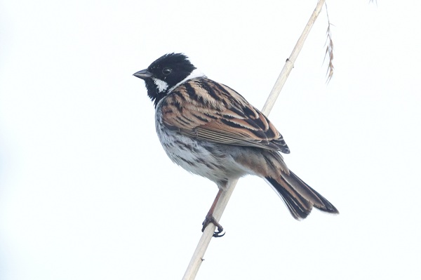 Reed Bunting