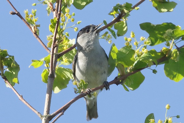 Blackcap