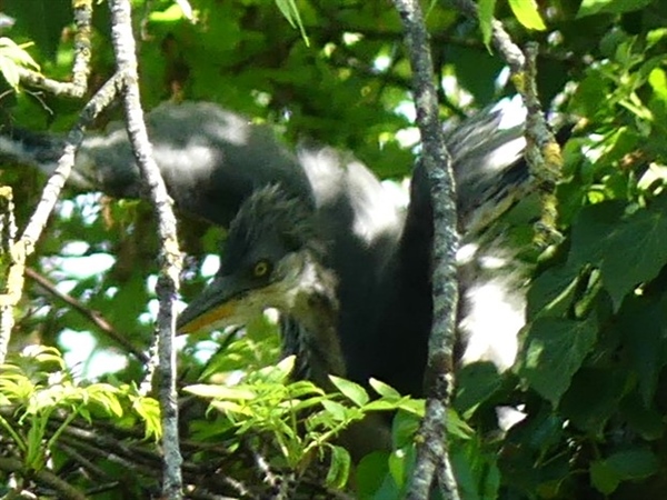 Grey Heron