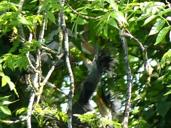 Grey Heron