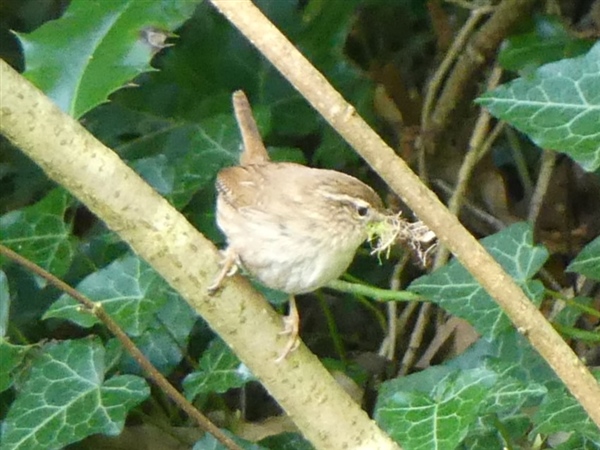 Wren