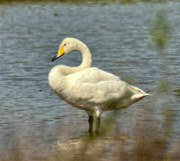 Whooper Swan