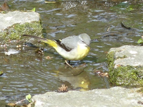 Grey Wagtail