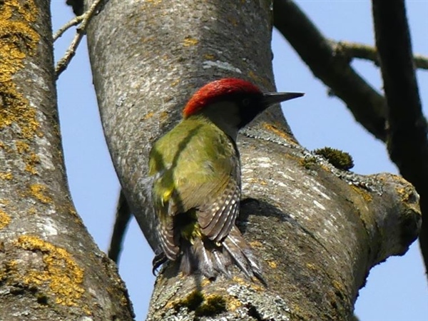 Green Woodpecker
