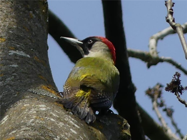 Green Woodpecker