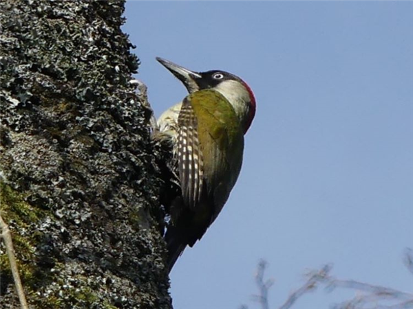 Green Woodpecker