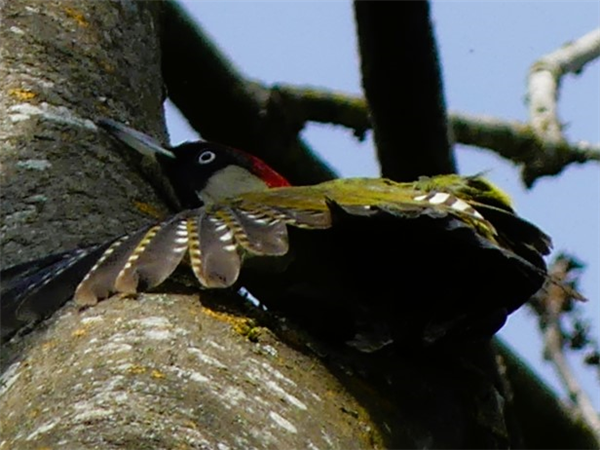 Green Woodpecker