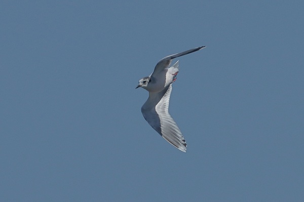 Little Gull