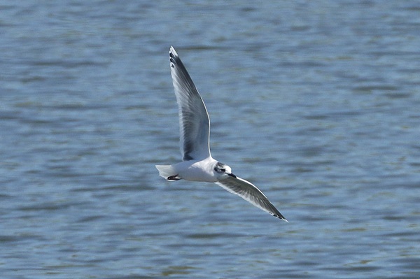 Little Gull