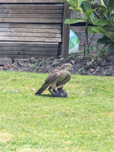 Sparrowhawk