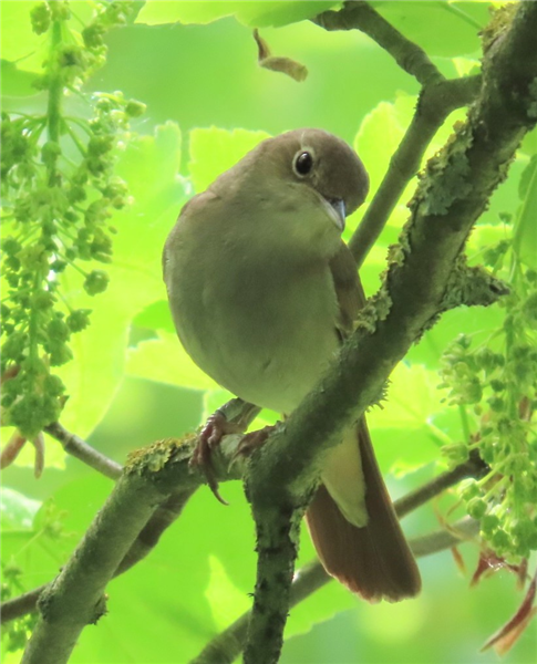 Nightingale