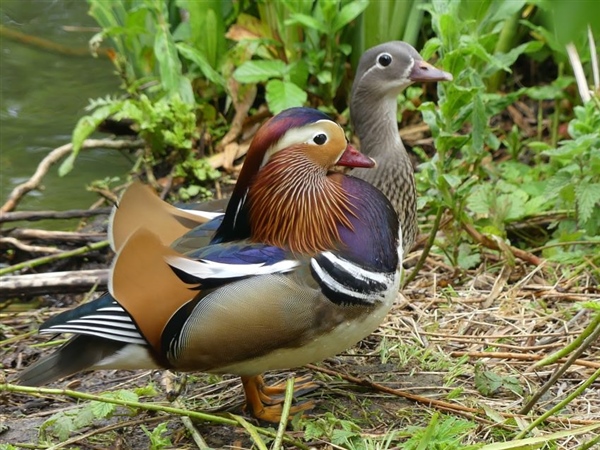 Mandarin Duck