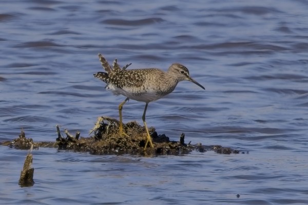 Wood Sandpiper