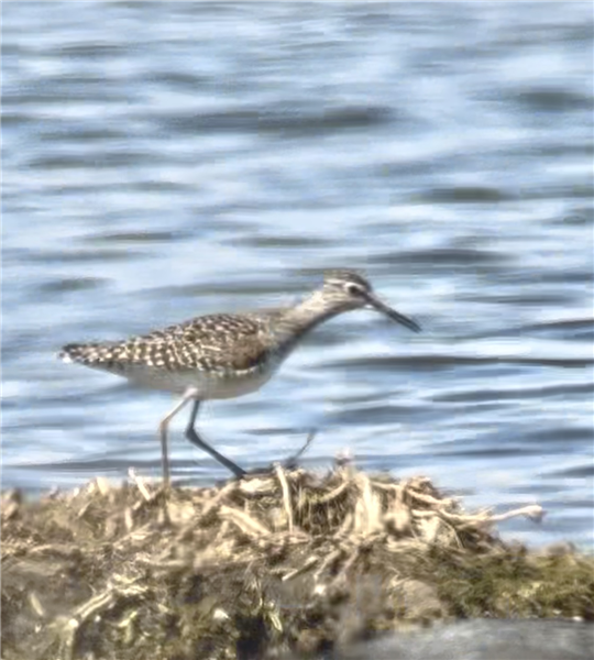 Wood Sandpiper