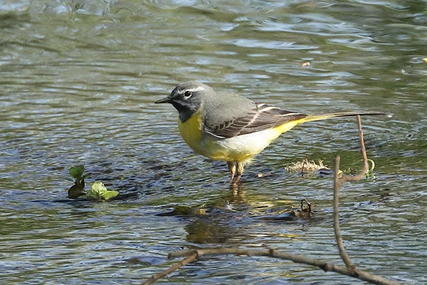 Grey Wagtail