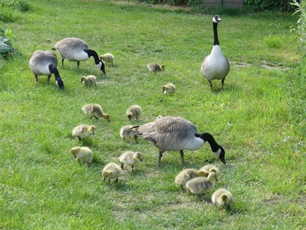 Canada Goose