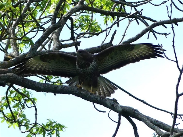 Buzzard