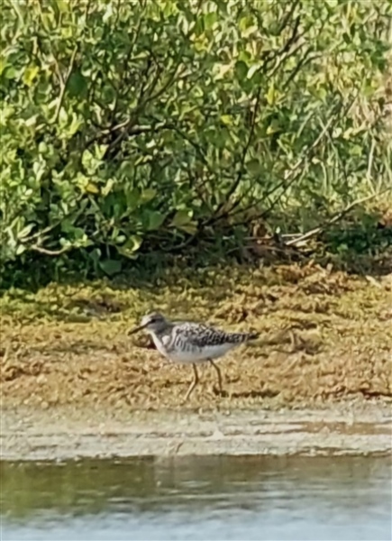 Photo of Wood Sandpiper at Crookham Common, Berkshire - BerksBirds