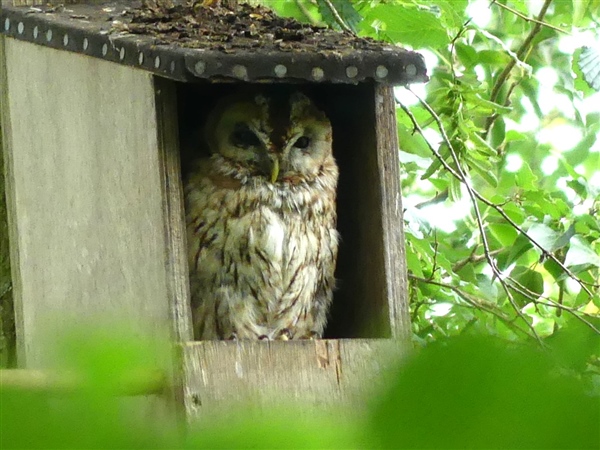 Tawny Owl