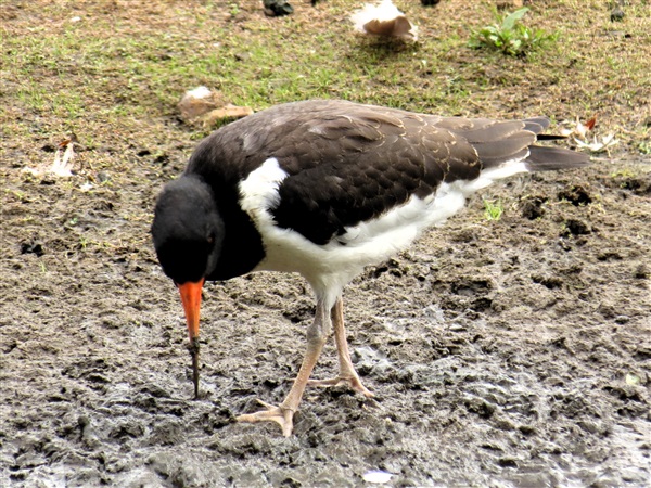 Oystercatcher