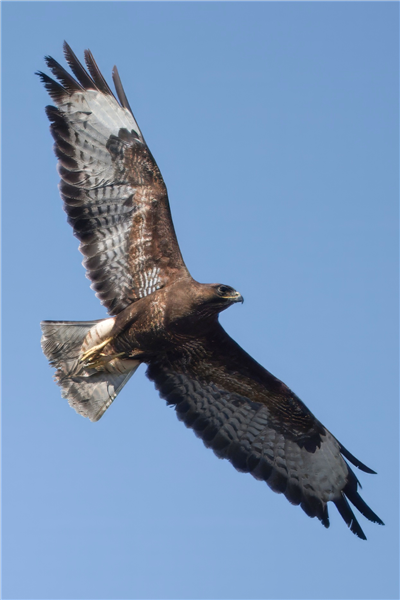 Buzzard