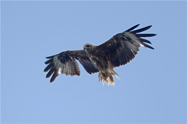 Red Kite