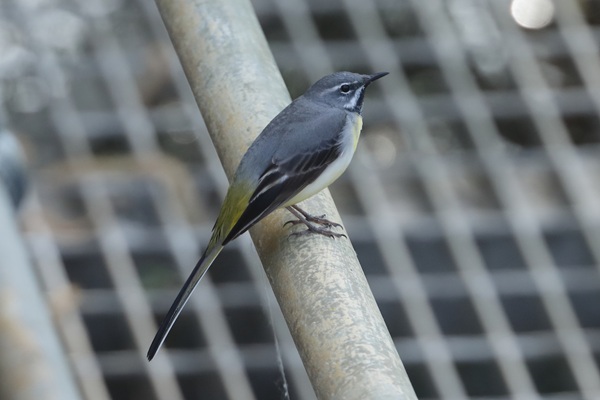 Grey Wagtail
