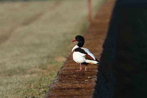 Shelduck