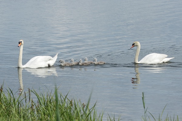 Mute Swan