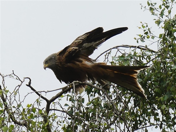 Red Kite