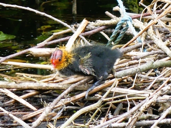 Coot