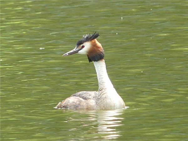 Great Crested Grebe