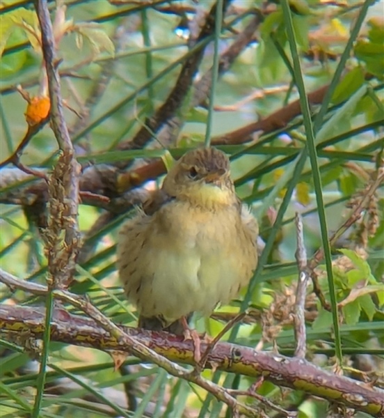 Grasshopper Warbler