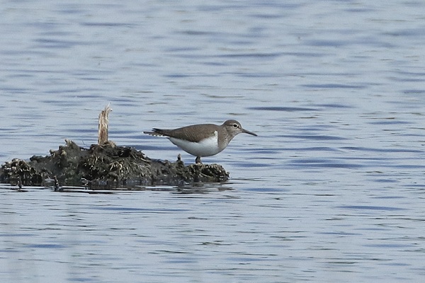 Common Sandpiper