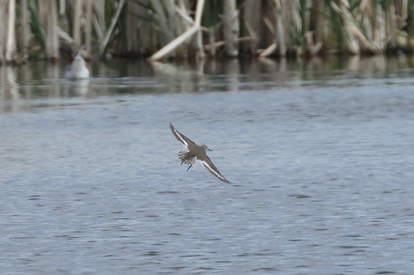 Common Sandpiper