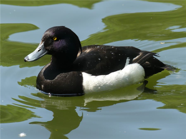 Tufted Duck