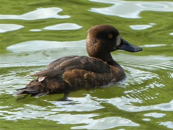 Tufted Duck