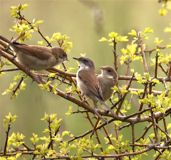 Whitethroat
