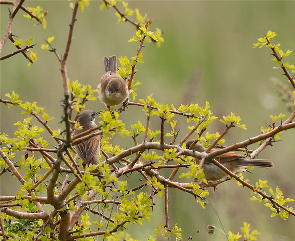 Whitethroat