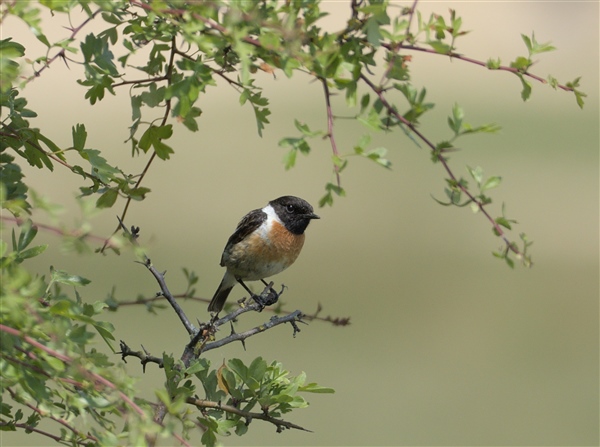 Stonechat