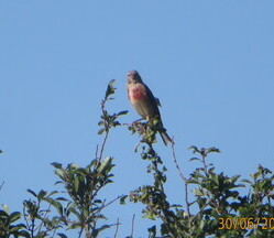 Linnet