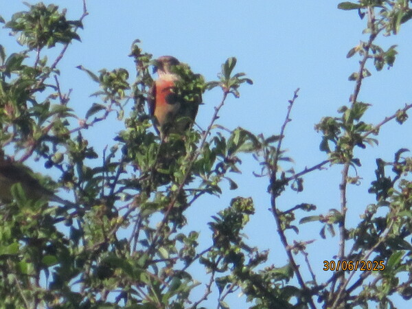 Linnet