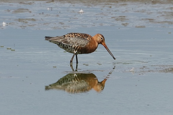 Black-tailed Godwit
