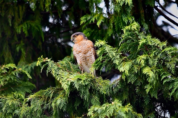 Sparrowhawk